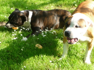 Písmena z kynutého těsta