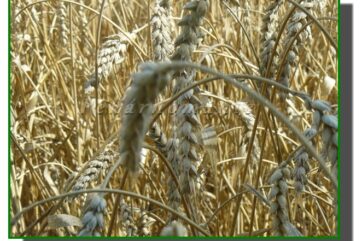 Používané suroviny